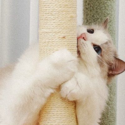 big cat cat tree (3)